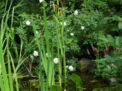 Teich mit Rosen.jpg
