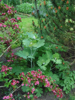 Weigelia.Mohn.jpg
