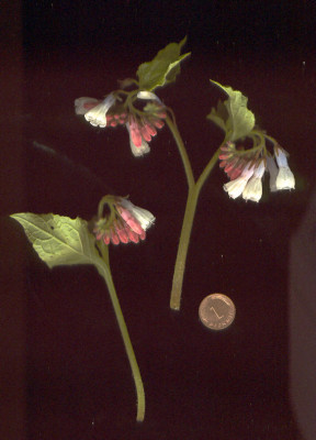 Symphytum_blauweissrot.jpg