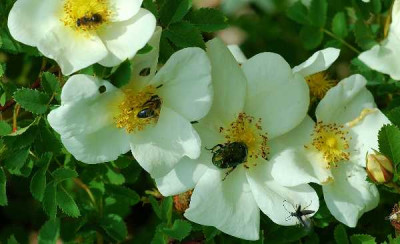 Juli_2006_Rosen_gross_600x366.jpg