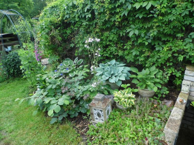 Hostas.jpg