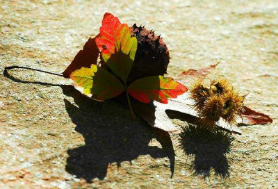 November_2006_Spitzes_Stilleben_gross_2729_x_1892_600x408.jpg