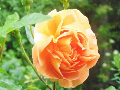 Pat Austin kleine Blüte offen.jpg