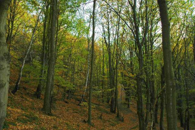 Herbst_Wald_4__01-11-05.jpg