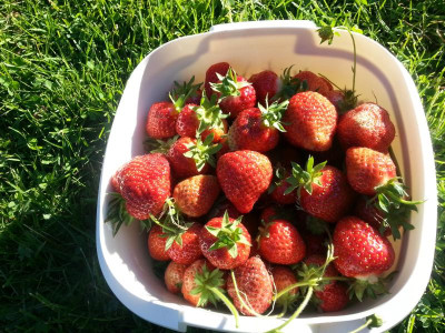 Erste Erdbeeren.jpg