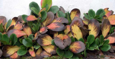 Bergenia_stracheyi_Alba_2005-10-30.JPG