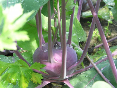Blauer Kohlrabi.jpg