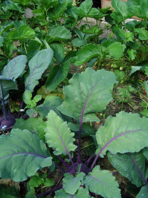 Kohlrabi Erdbeeren.jpg