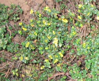 Thymus_x_Citriodorus_DooneValley_01.jpg