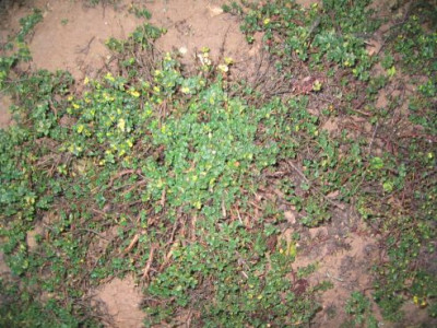 Thymus_x_Citriodorus_DooneValley_02.jpg
