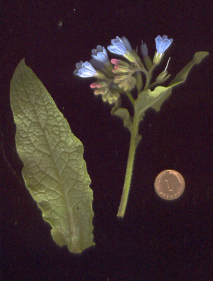 Symphytum_blau.jpg