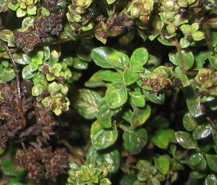 Origanum__Heracleoticum_02.jpg