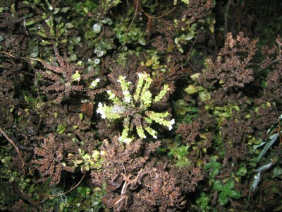 Origanum__Heracleoticum_01.jpg