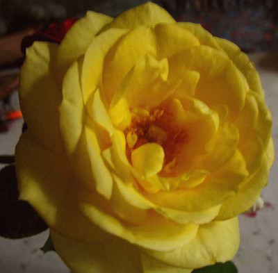 Omamas_Rose_erbluht.jpg