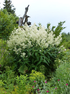 2015-06-22 Aconogonon speciosum 'Johanniswolke'.jpg
