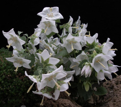 Campanula troegerae 19.06.15.JPG