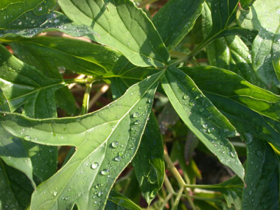 G_0.6_21400_87.jpg