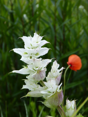 2015-06-22 Salvia sclarea 'Vaticans White'.jpg