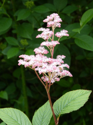 2015-06-22 Rodgersia 'Maurice Mason'.jpg