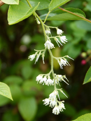 2015-06-22 Pterostyrax hispida.jpg