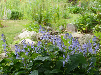 2015-06-22 Scutellaria serrata.jpg