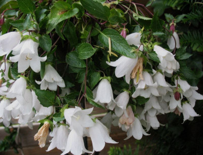 Campanula troegerae ...     18.6.15 005.jpg