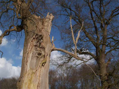 2005_kalender-2baum-kahl-wa.jpg