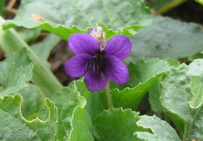 Viola_odorata_20051013.jpg