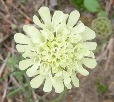 Scabiosa_ochroleuca_20051023.jpg