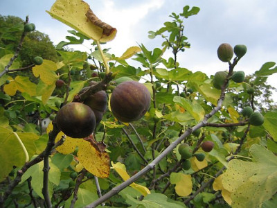 Ficus_Carica_2005122_01.jpg
