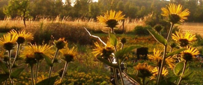 inula_helenium_abends.jpg