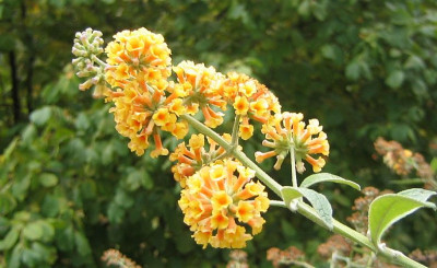 Buddleja_globosa_20051022.jpg
