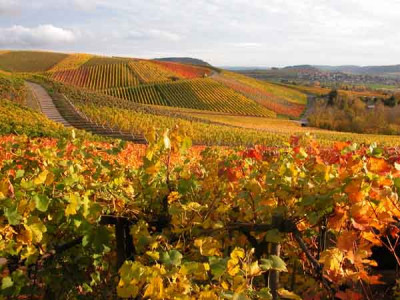 oktober_weinberge_klein.jpg