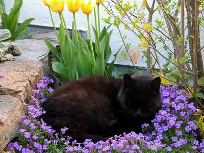 april_kater_in_aubretien.jpg