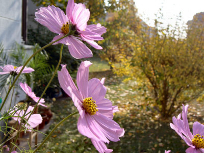 Cosmeen_011105.jpg