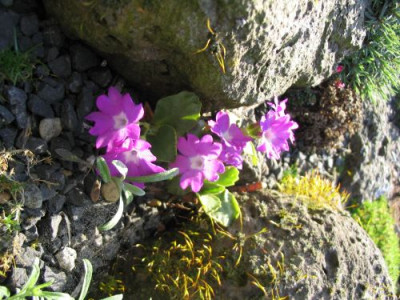 Primula_hirsuta_-_Steingarten.jpg