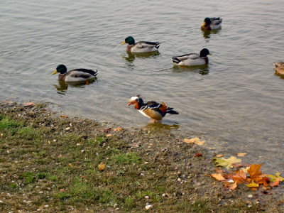 mandarinente011105.jpg
