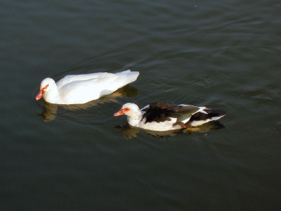 amteich1_011105.jpg
