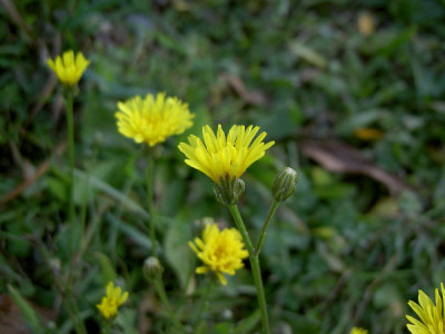 aufderwiese2_011105.jpg
