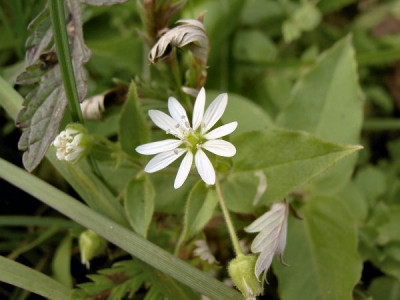 aufderwiese011105.jpg