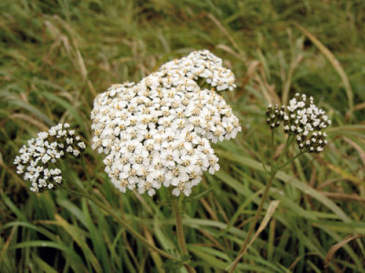 aufderwiese5_011105.jpg