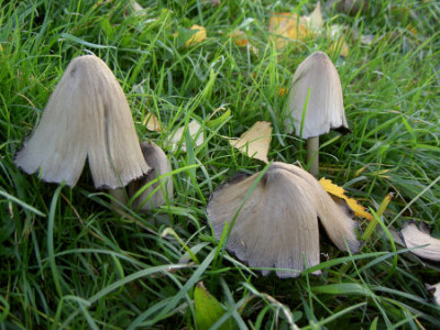 aufderwiese3_011105.jpg