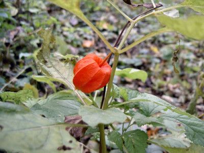 inderau011105.jpg