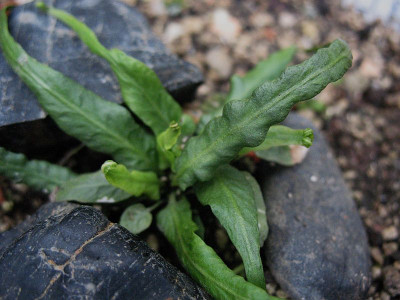 Asplenium ruprechtii ...  22.6.15 011.jpg