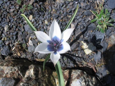 Tulipa_violacella_-_Steingarten.jpg