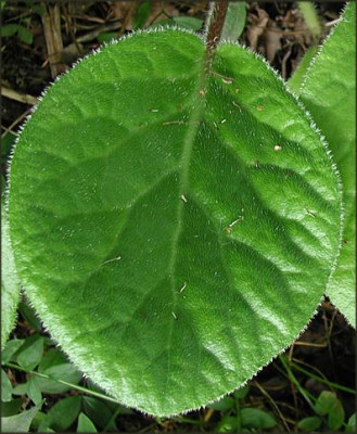 Bergeia_ciliata.JPG