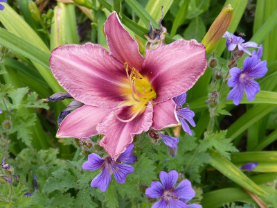 2015-06-22 Hemerocallis 'Lavender Deal'.jpg