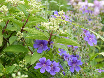 2015-06-22 Gartenimpressionen 14.jpg