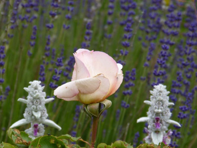2015-06-22 Gartenimpressionen 13.jpg