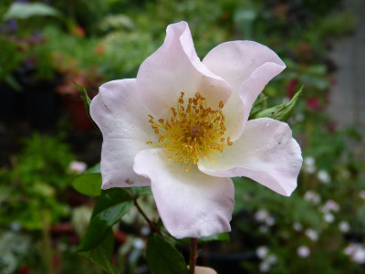 2015-06-22 Rosen 'Sally Holmes'.jpg